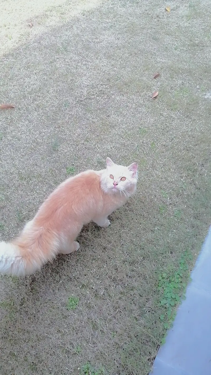 golden colour cat litter train loving playful friendly with humans — photo 2