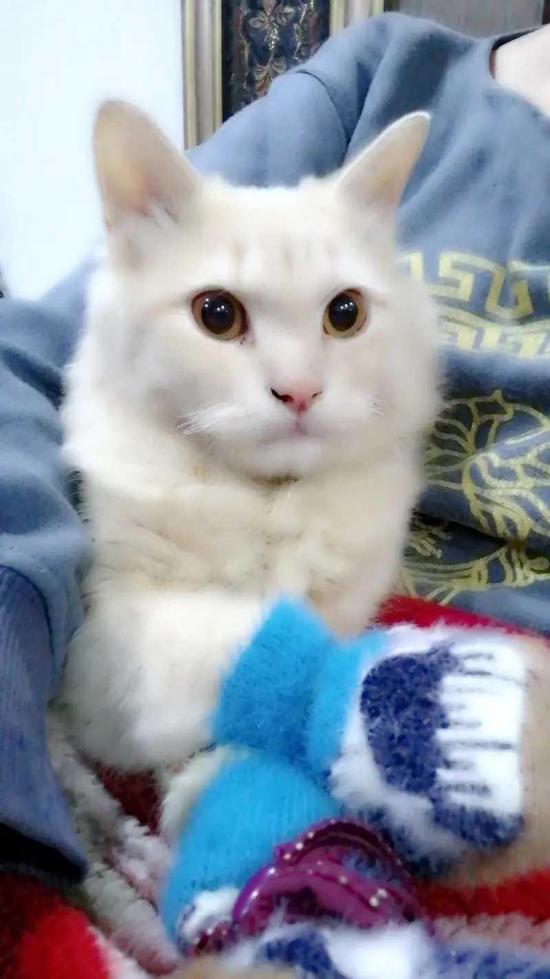 golden colour cat litter train loving playful friendly with humans — photo 3