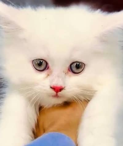 cute white fluffy03166501247