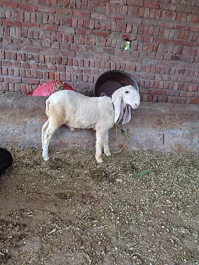 Kajla chtar for sale location Lahore thokr