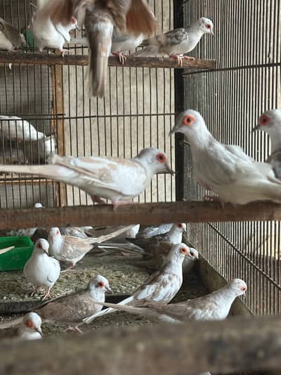pied dove and crested dove for sale