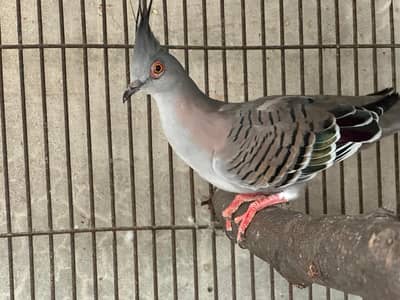 pied dove and crested dove for sale