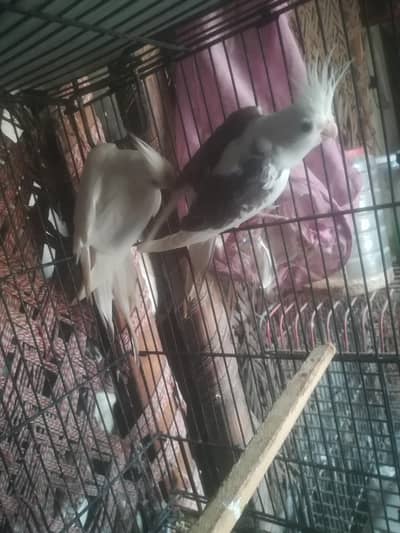 cocktail female for sale