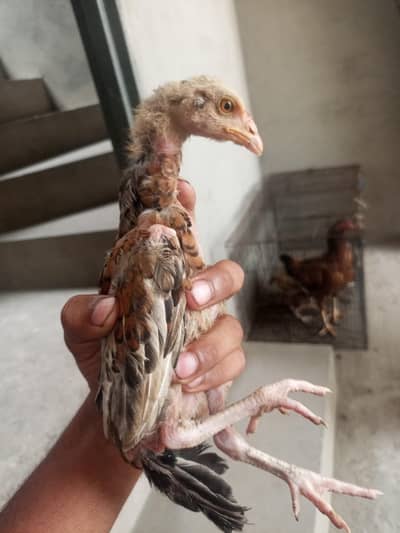 aseel pairs murgi ka baccha sale