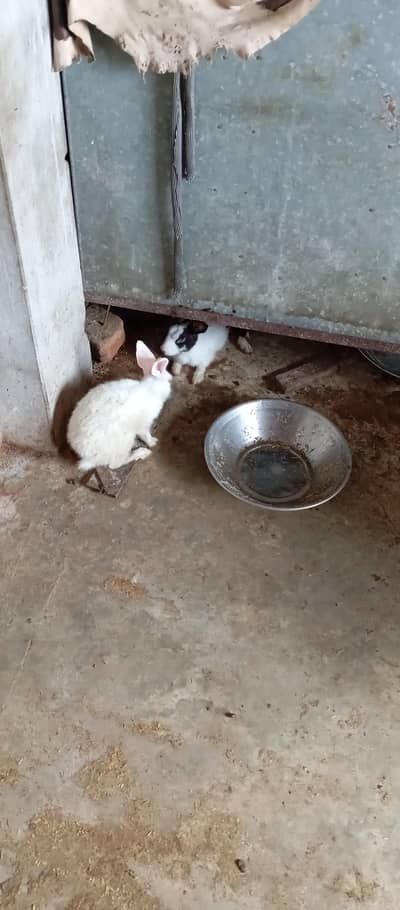 White red eyes Rabbits