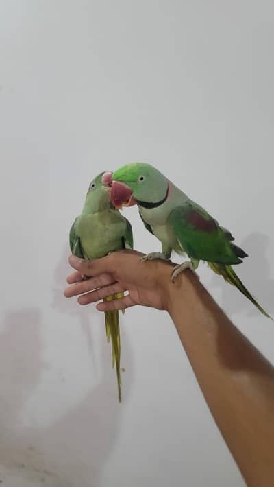 Raw parrot pair For sale Phone:03417910000