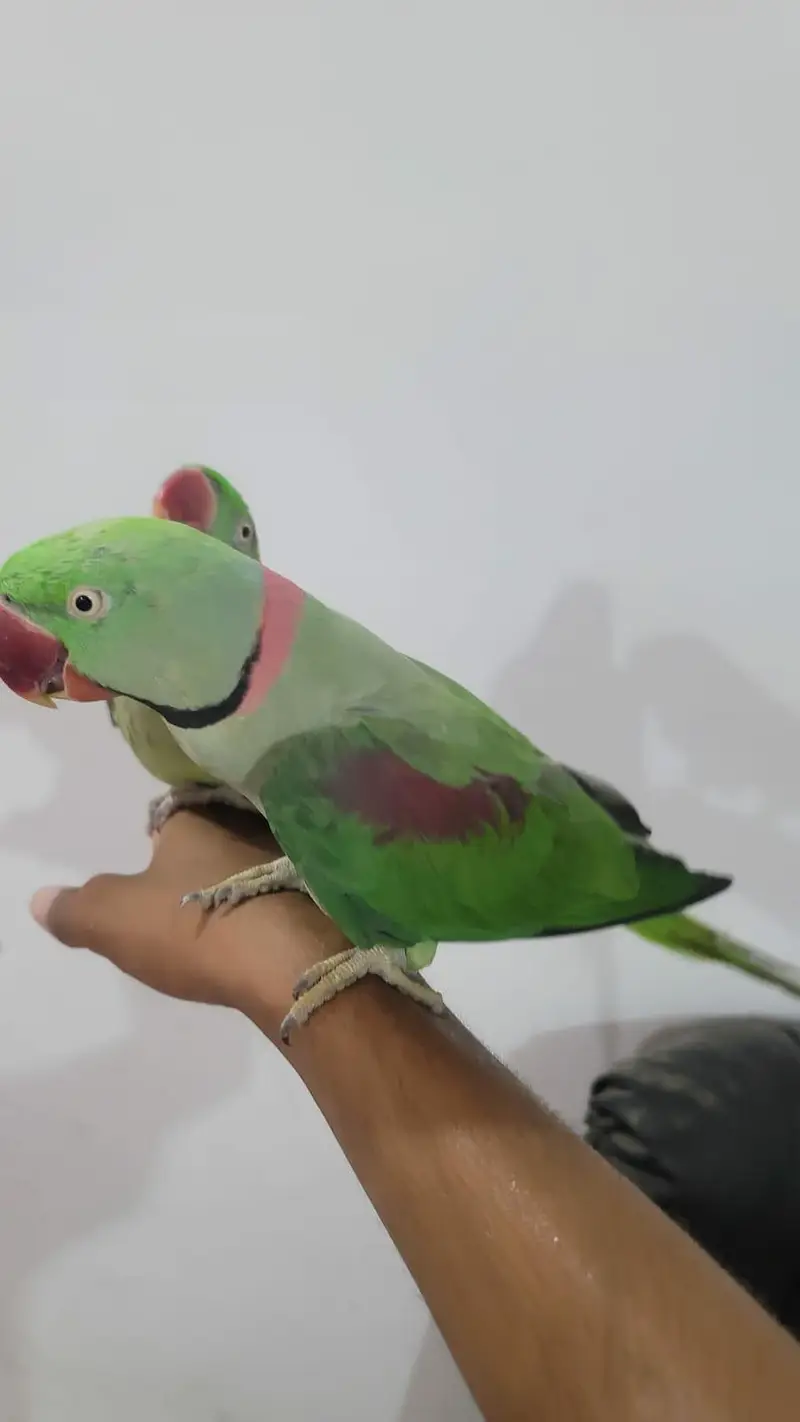 Raw parrot pair For sale Phone:03417910000 — photo 2