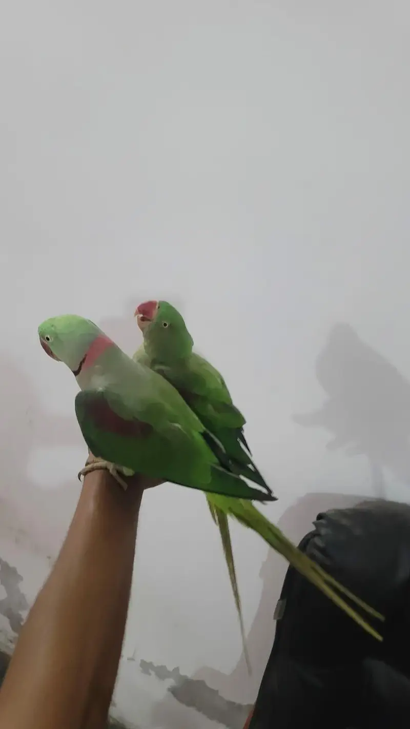 Raw parrot pair For sale Phone:03417910000 — photo 3