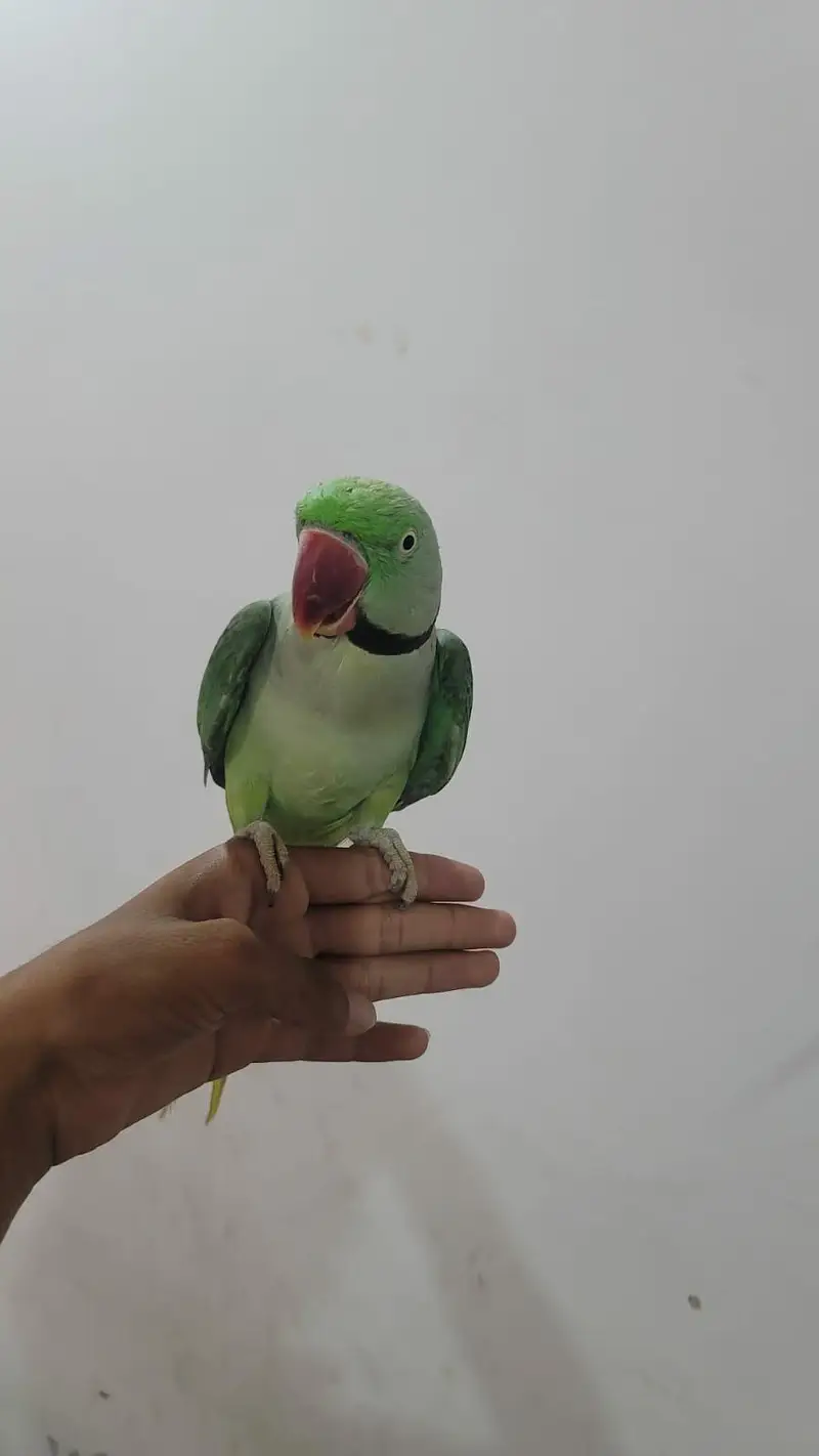 Raw parrot pair For sale Phone:03417910000 — photo 5