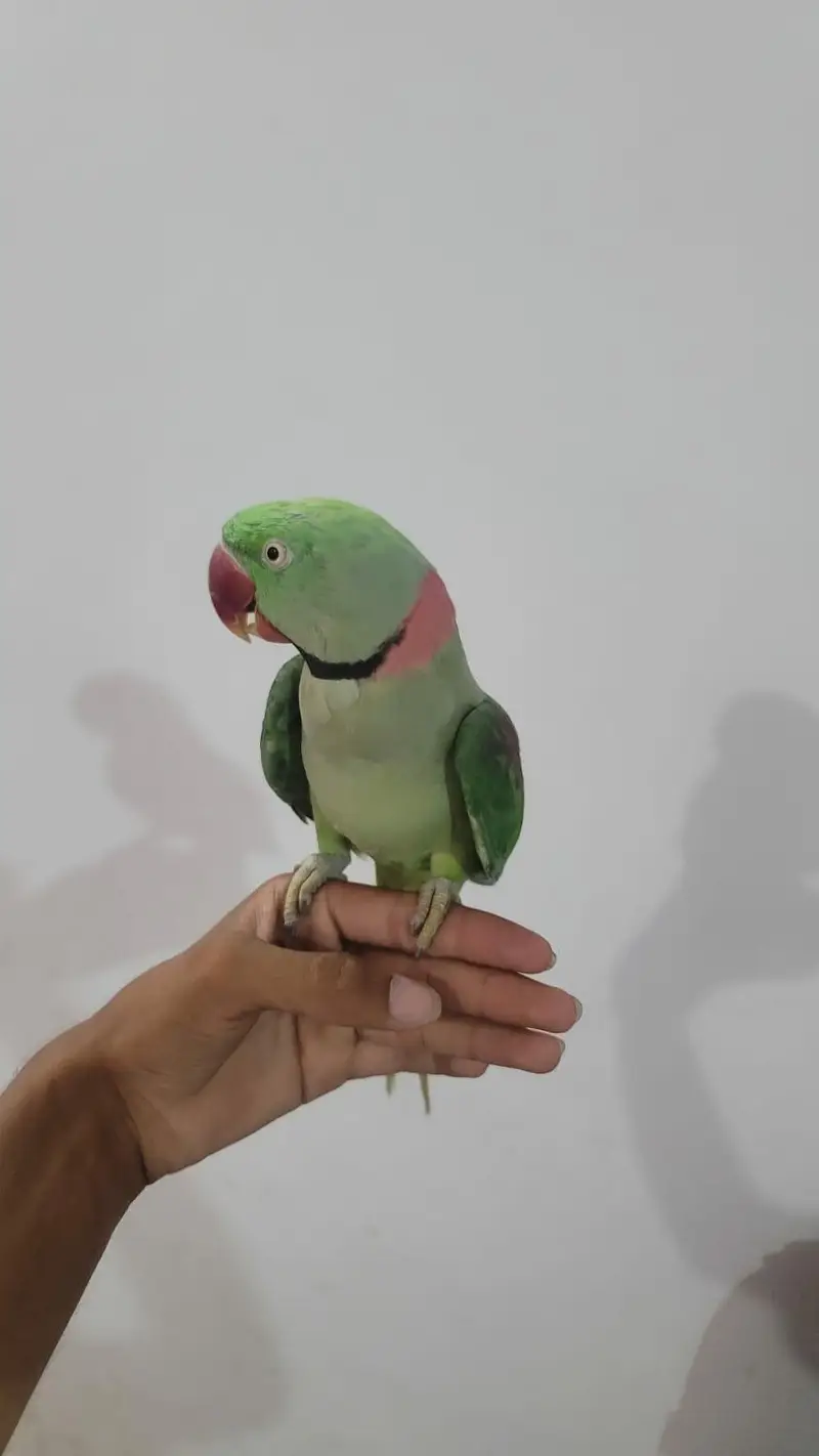 Raw parrot pair For sale Phone:03417910000 — photo 6