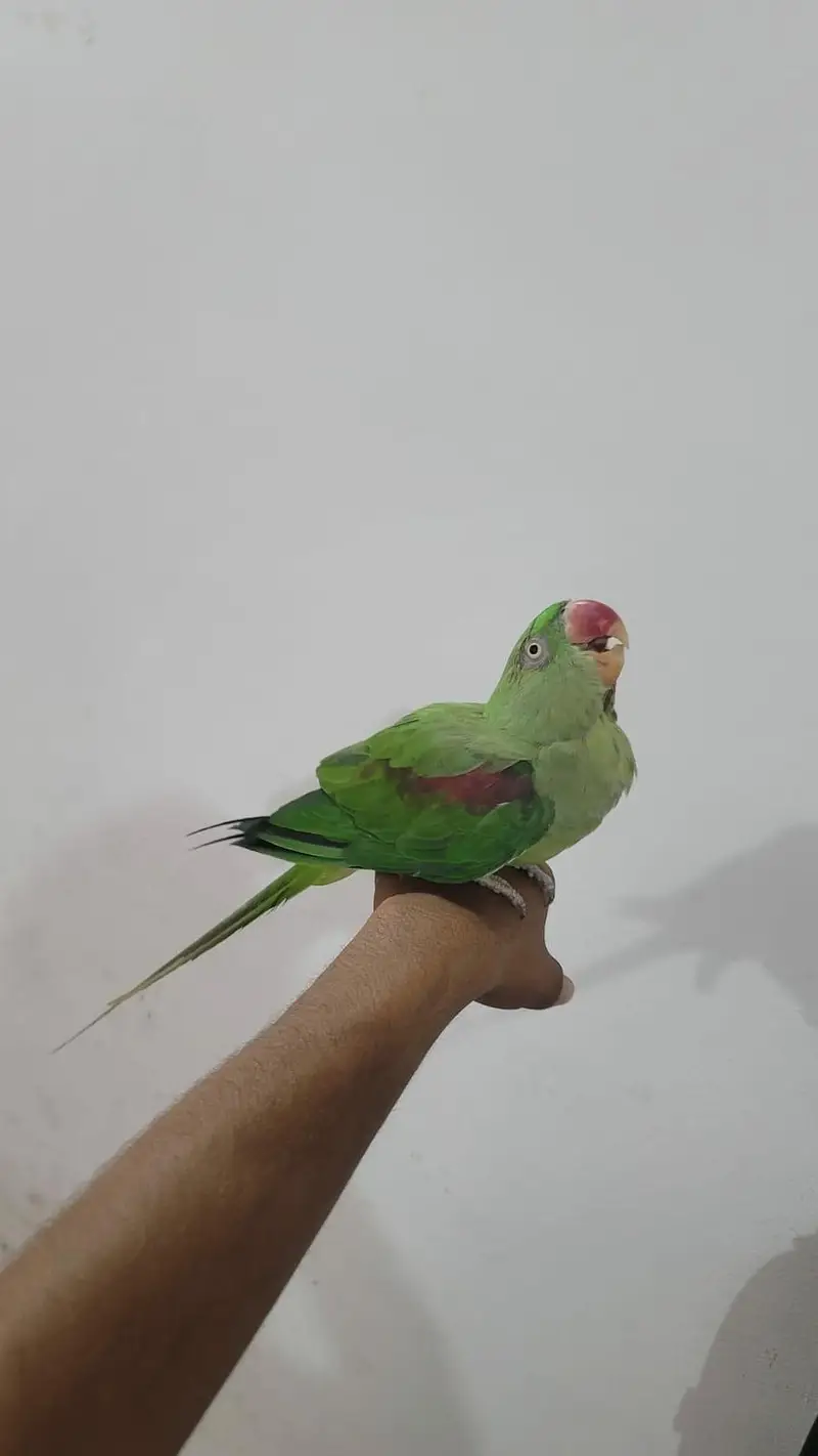 Raw parrot pair For sale Phone:03417910000 — photo 7