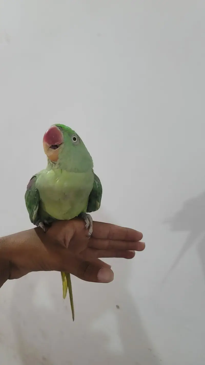 Raw parrot pair For sale Phone:03417910000 — photo 8