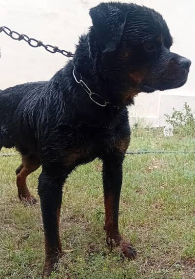 male dog for sale exchange