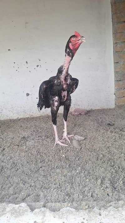 Aseel mushka lasani murga long height ma for sale ha