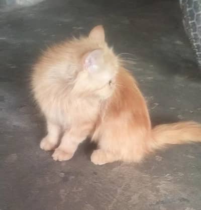 Ginger Persian Triple Coat Cat | Vaccinated | Litter Trained | Merry