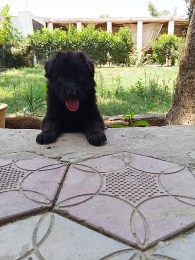 German shepherd puppy for sale