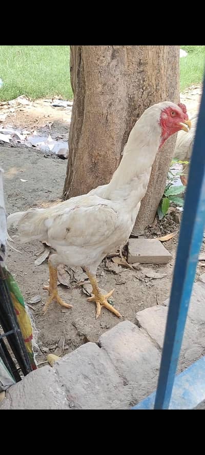 aseel shamo jarman shamo king shamo oh shamo