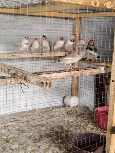 zebra finches breeder pair