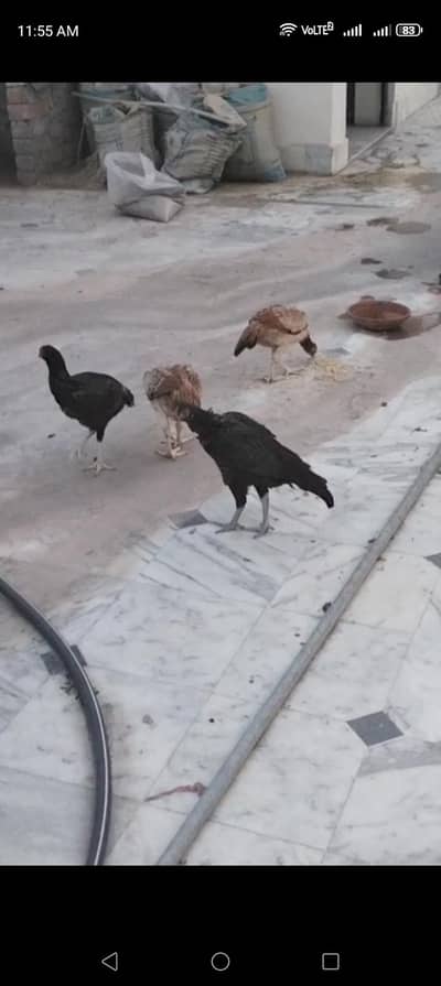 Aseel pairs Home breed