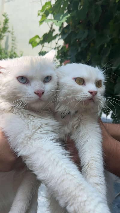 Fluffy Persian Cats Looking for a New Home