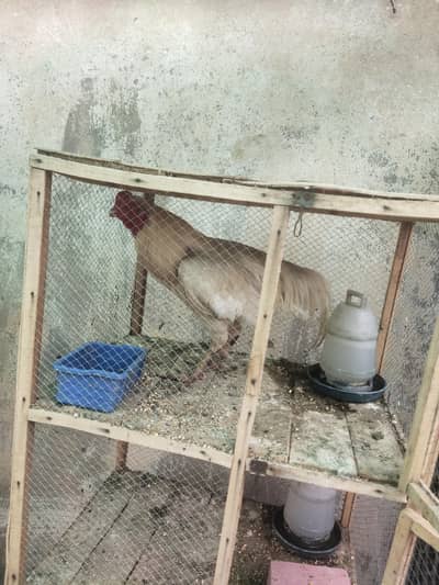 aseel white amroha cross for sale