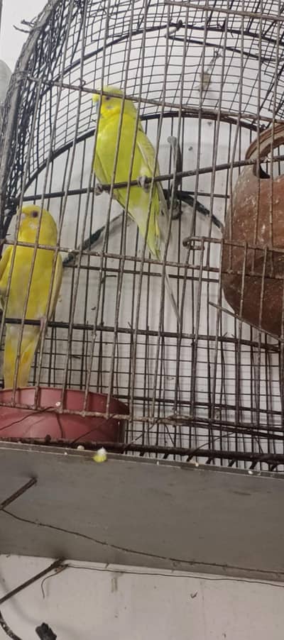 Austlian Parrot Exchange with zebra finches