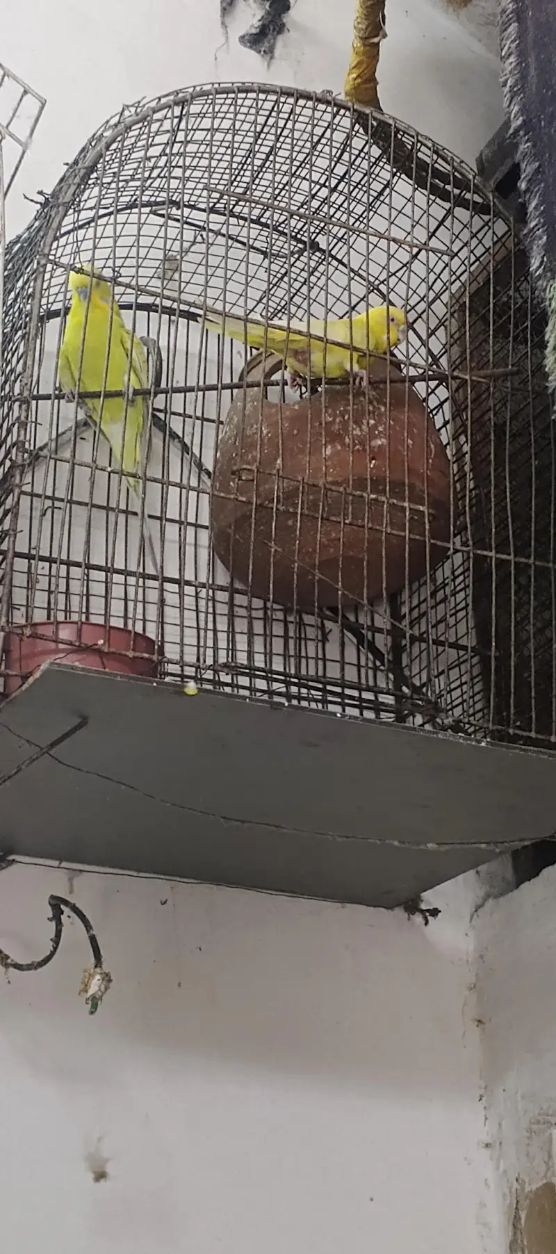 Austlian Parrot Exchange with zebra finches — photo 2