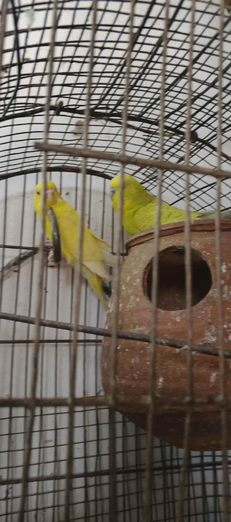 Austlian Parrot Exchange with zebra finches — photo 3