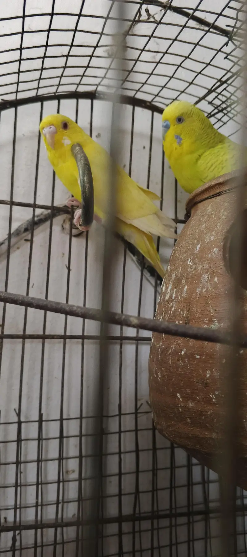 Austlian Parrot Exchange with zebra finches — photo 4