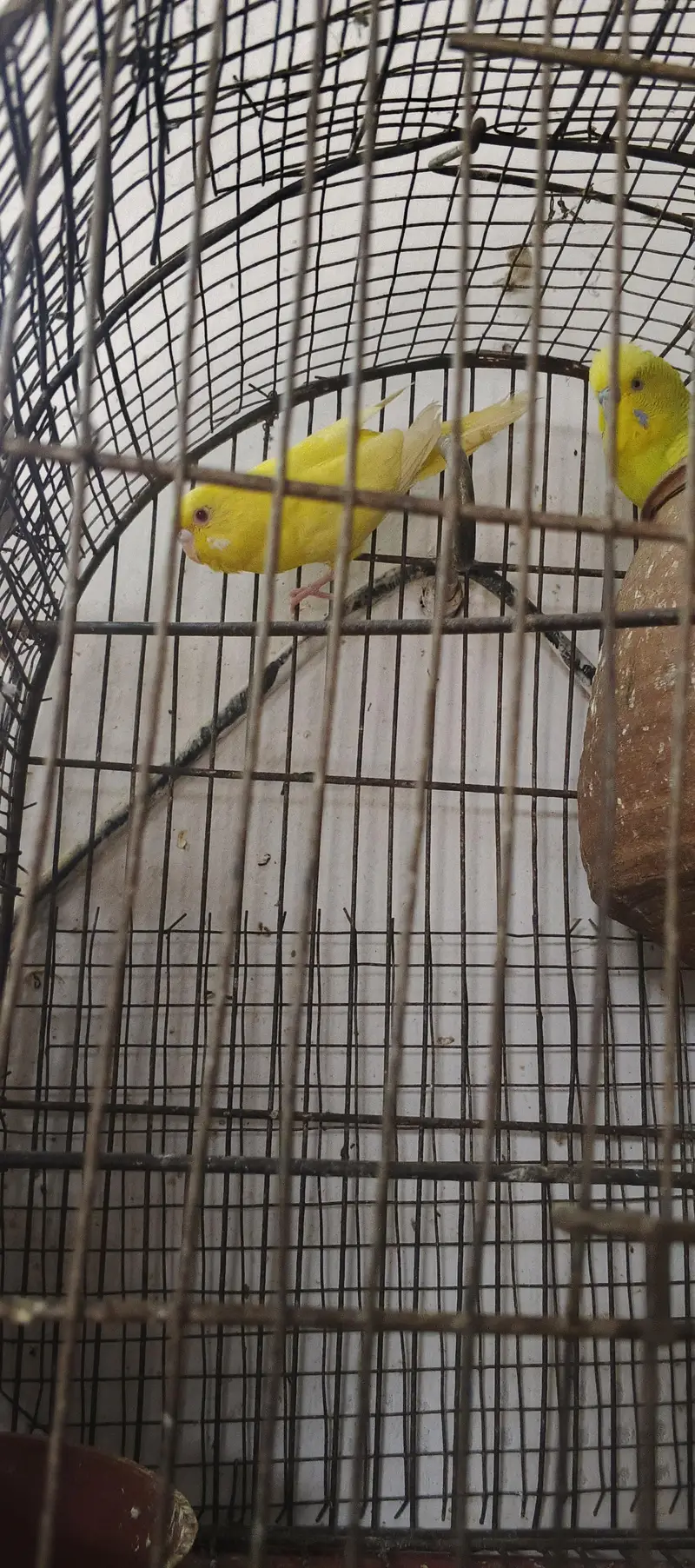 Austlian Parrot Exchange with zebra finches — photo 5