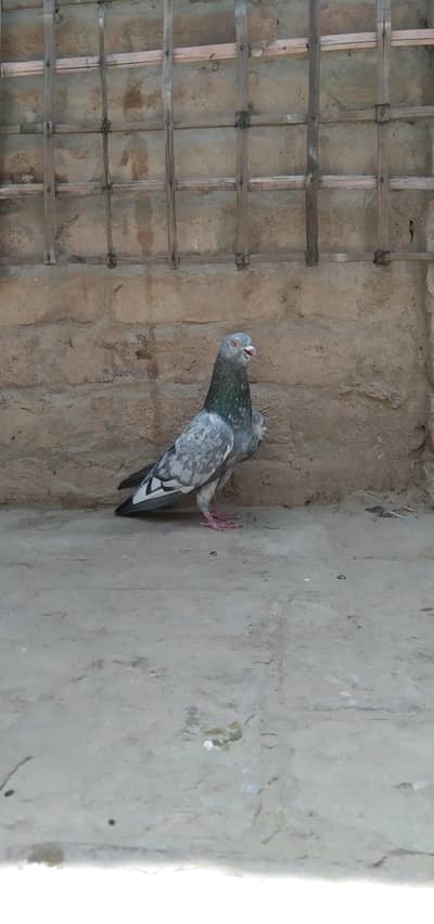 prwazi   50 kabuter 1 fram . 6,،10 for sell