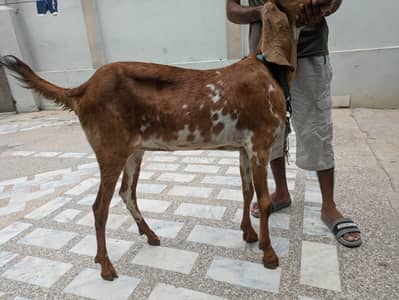 Makkhi chini paath