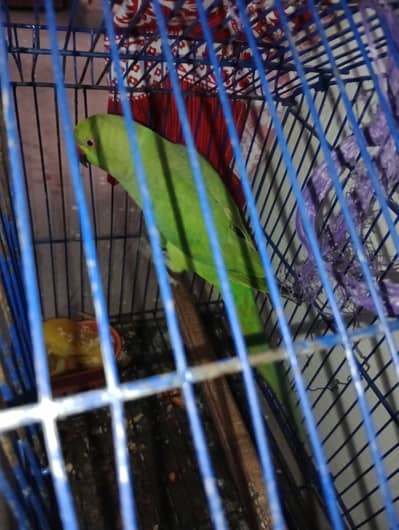 Ringneck Female parrot