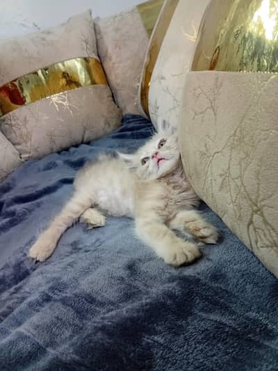 PERSIAN BROWN CAT
