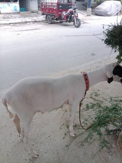 Pure khare ka mundra