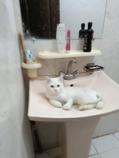 White Persian Cat