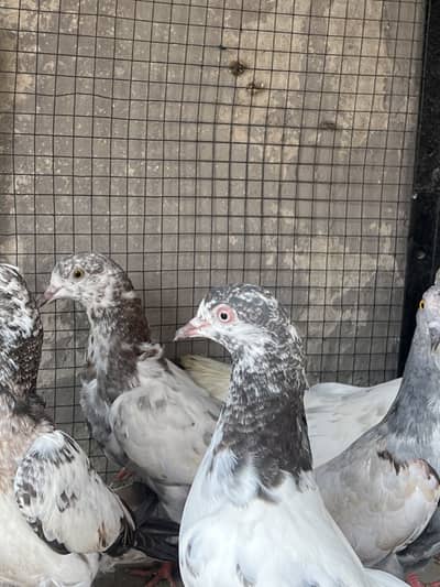 Sherazi pair for sale