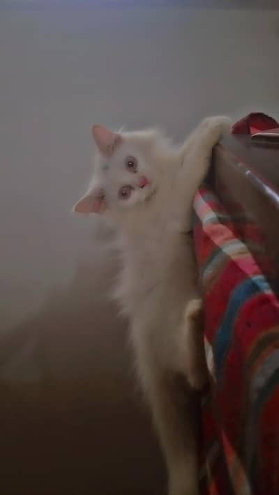Tipple code persian female full tamed