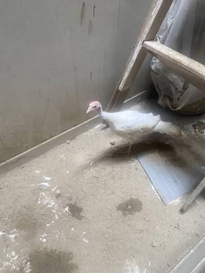 White Turkey Hen Female Exchange Possible