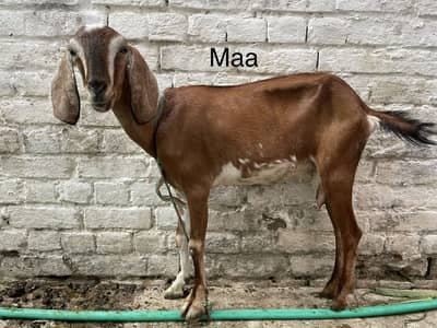 2 bakri aik maa 2 years or aik behti 6 months