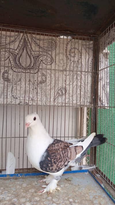 Sentient German tie and karbalai