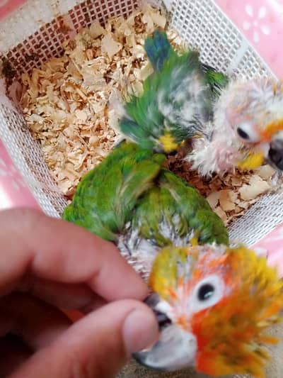 sunconure or yellow ringnek baby's