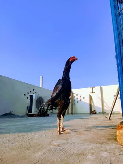 thai murg