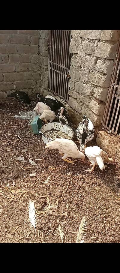Heera & mushka lassani chicks for sale