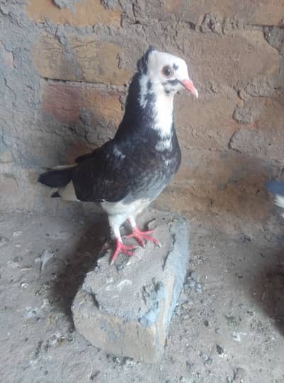 Healthy and active pigeon urgent for sale
