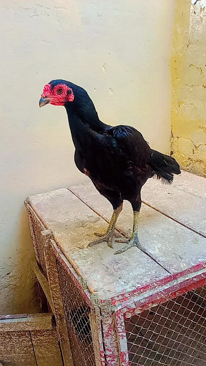 اصیل (Aseel) مرغی برائے فروخت