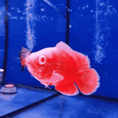 Oscar fishes available A+ quality available in all colors .