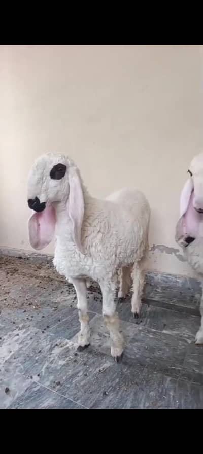 Sargodha Breed Chatray For Sale