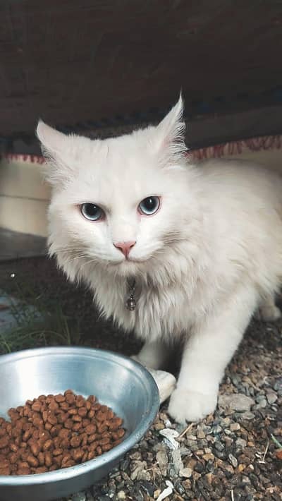 Premium White Persian Cat Pair (8 Months) - Blue Eyes & Amber Eyes!