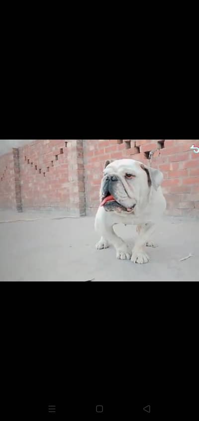 British Bull Dog